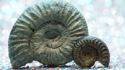 Nautilus shells