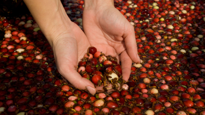 Researcher holding Rutgers cranberries
