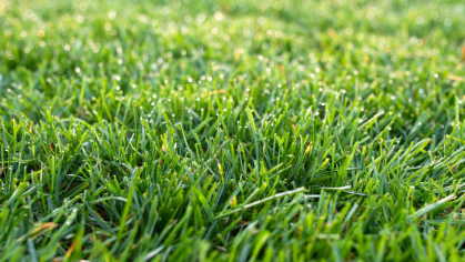 Stock image of turfgrass