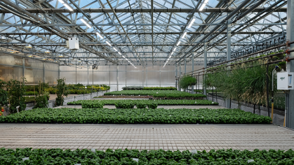 Greenhouse