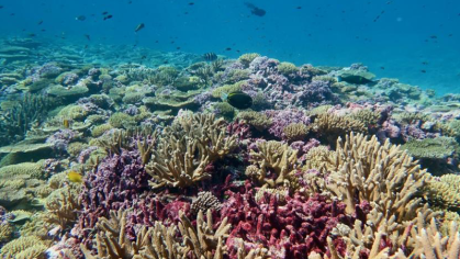 Coral reef 