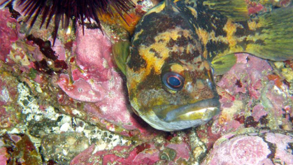 Fish swimming in the ocean