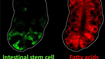 Intestinal Stem Cells