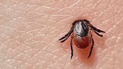 A tick