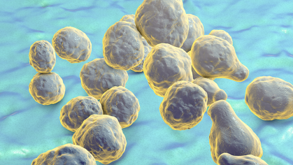 The pathogen Cryptococcus neoformans. Image: Shutterstock