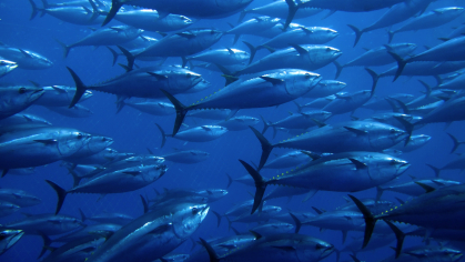 Bluefin tuna