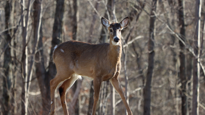 whitetailed deer