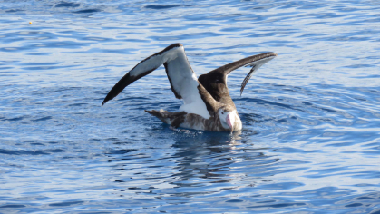 The Amsterdam Albatross