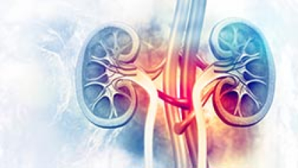 Pioneering Kidney Disease Research at Rutgers University–Camden