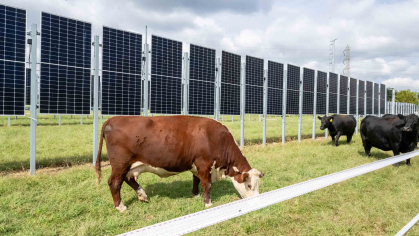 Cows graze alongside solar panels in field.