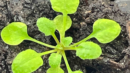 The arabidopsis plant, a bright greeen plant with leaves spreading in all directions