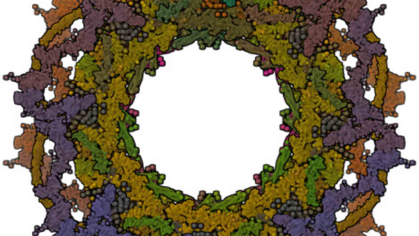 Wreathlike macromolecule made up of brown, blue and green proteins.