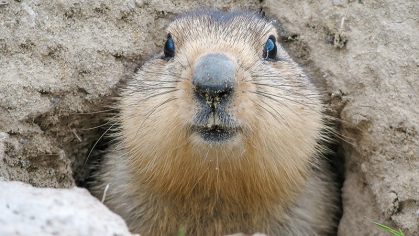 Ground Hog