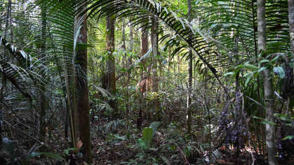 A cluster of trees in a rainforest
