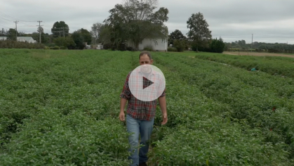 A farmer walks through a field