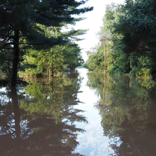 Flooded street through forested area. A clump of tall evergreens are on each side.