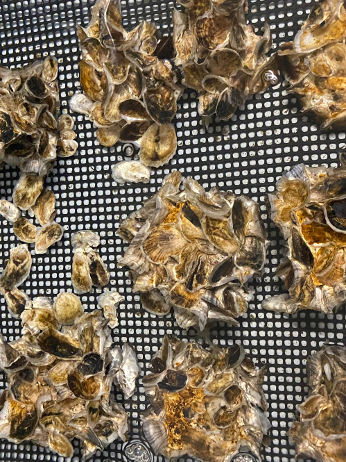 Oyster