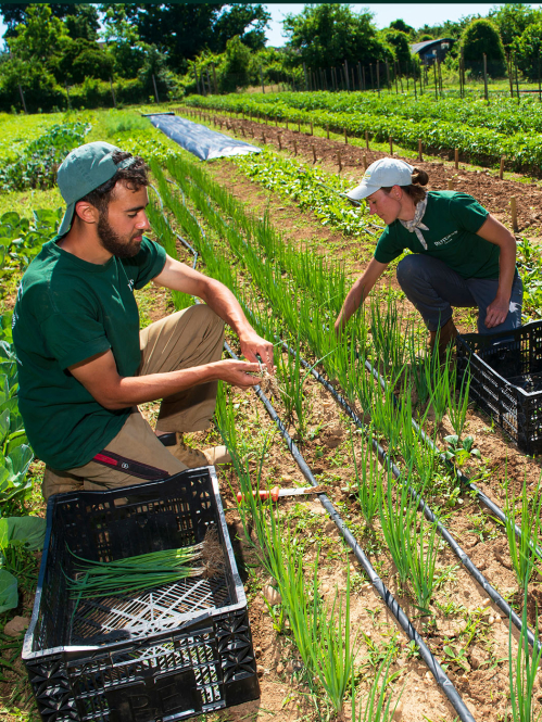 Rutgers student farm