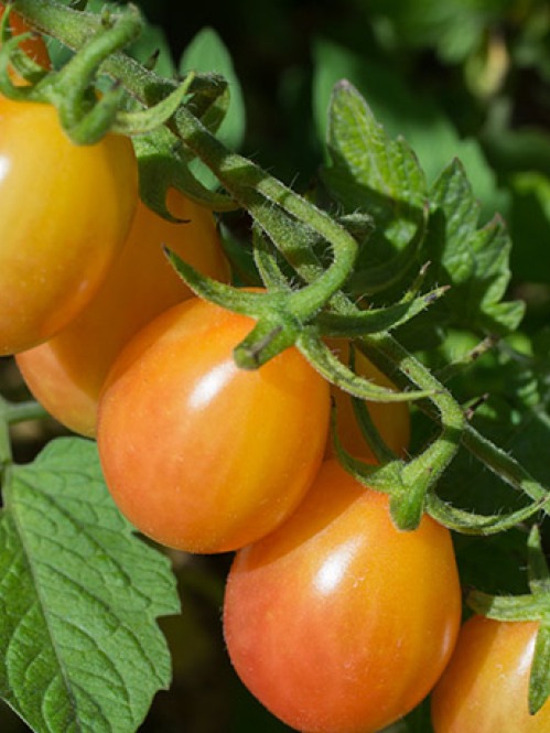 A line of grape tomatoes growing on a bush.