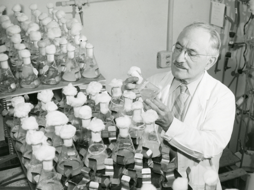 Selman Waksman in his lab