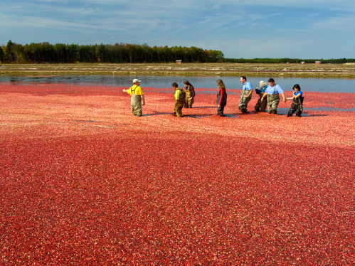 Cranberry Harvest