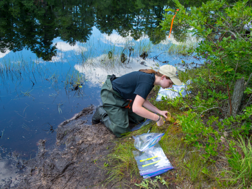 Research in the Pinelands