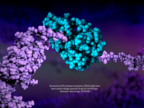 Structures of HIV protease (turquoise, PDB ID 3pj6) have been used to design powerful drugs for HIV therapy. Illustrator: Maria Voigt, RCSB PDB