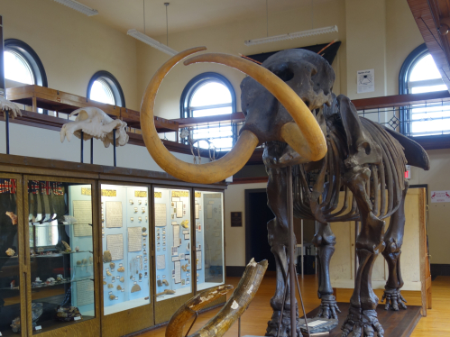 Mastodon Skeleton