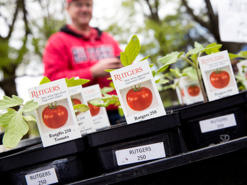 Rutgers tomatoes