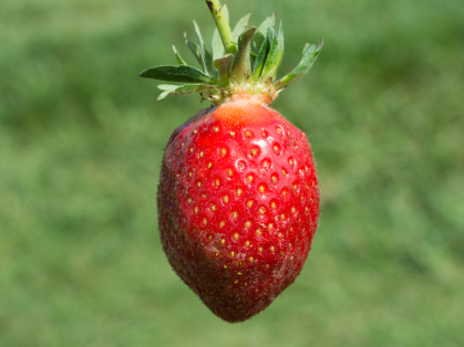 Rutgers D'Light Strawberry