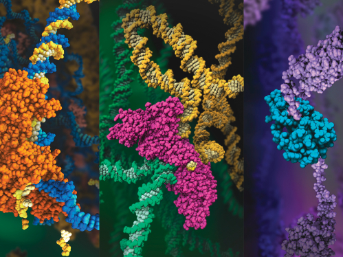 These three images model the molecular structures of three enzymes that play critical roles in the life cycle of the human immunodeficiency virus (HIV). 