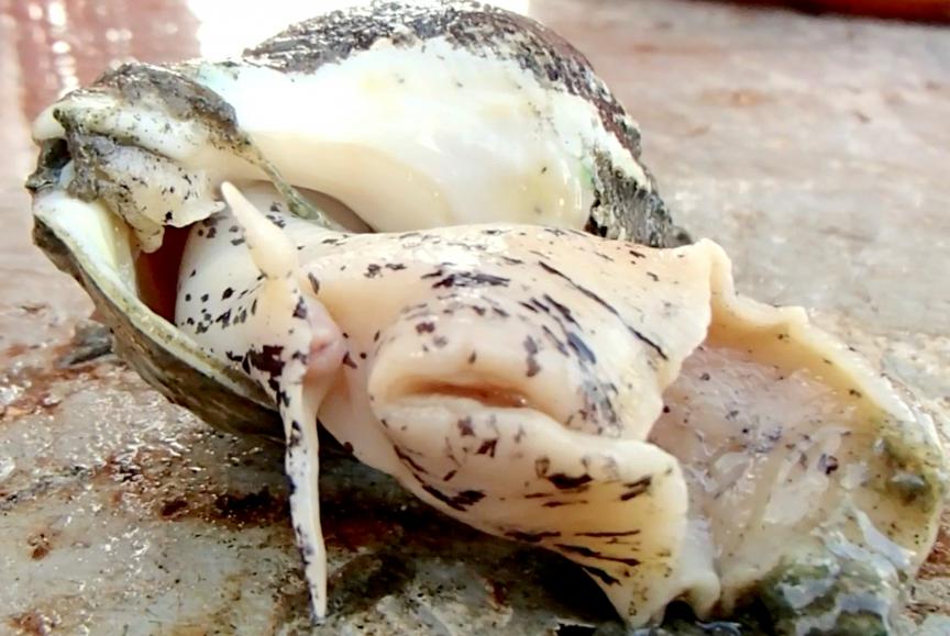 Newswise: Climate Change Could Threaten Sea Snails in Mid-Atlantic Waters