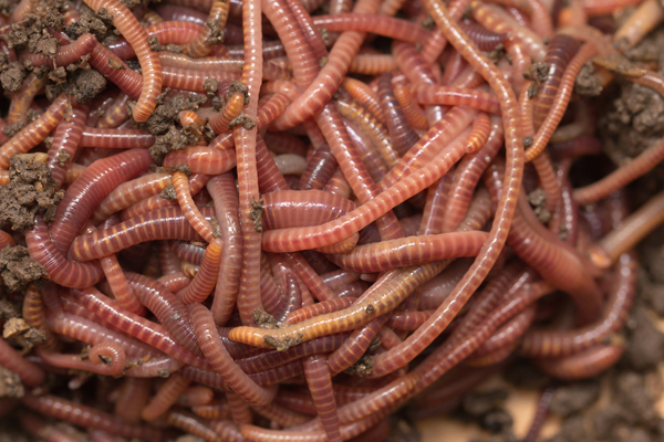 Worms