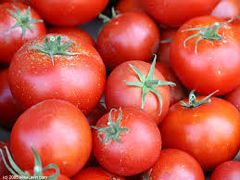 tomatoes