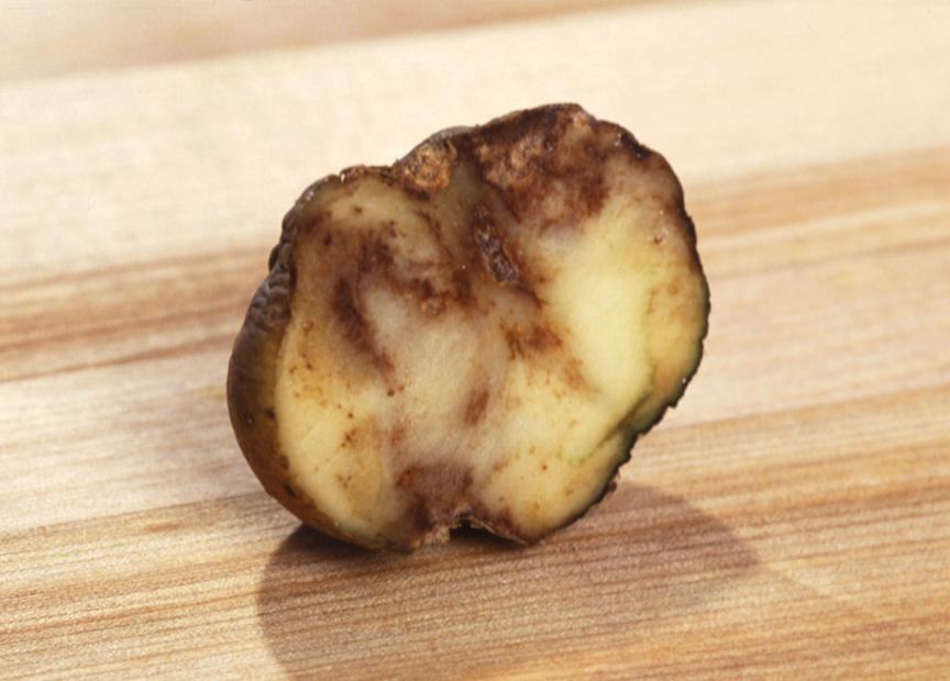 blighted potato