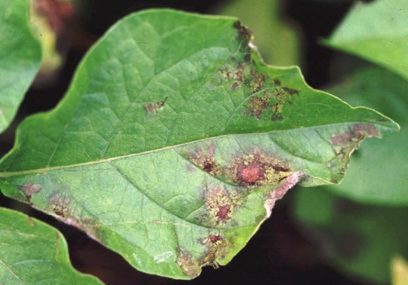 potato leaf