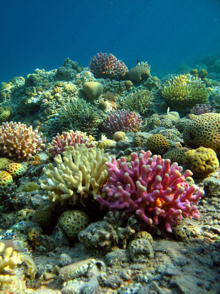 common stony coral