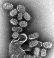 magnified flu virus