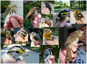 chart of birds spotted in newark