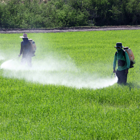 presticide spraying