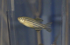 Zebrafish