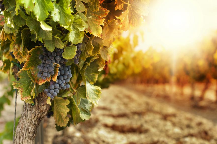 Image of grapes in a vineyard.