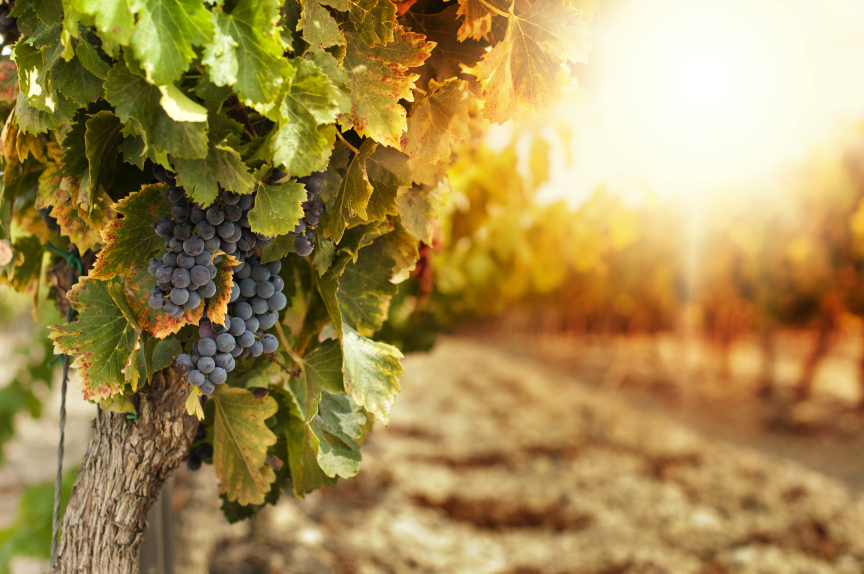 Image of grapes in a vineyard.