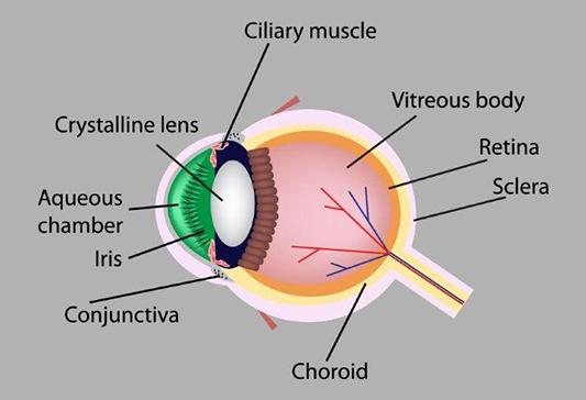 Image of structure of the human eye