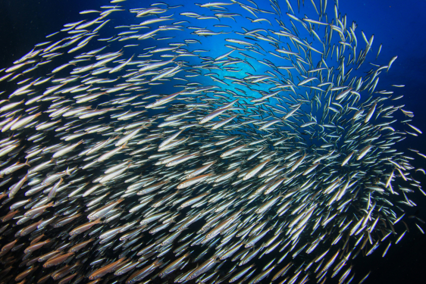 School of sardines