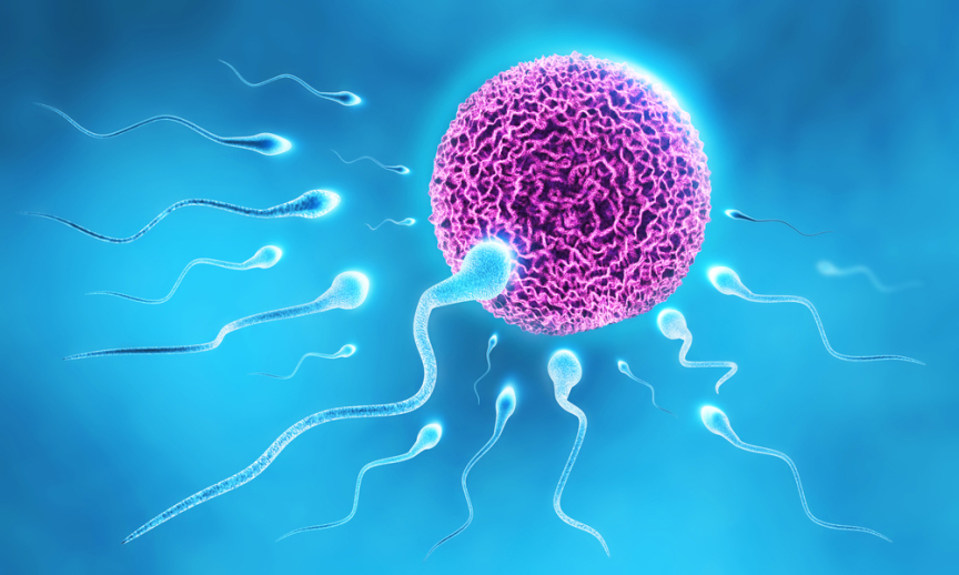 Shared Genetics In Humans And Roundworms Shed Light On Infertility, Rutgers  Study Finds | Rutgers University
