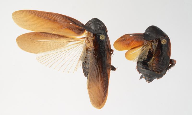 male (left) and female of the species Periplaneta japonica