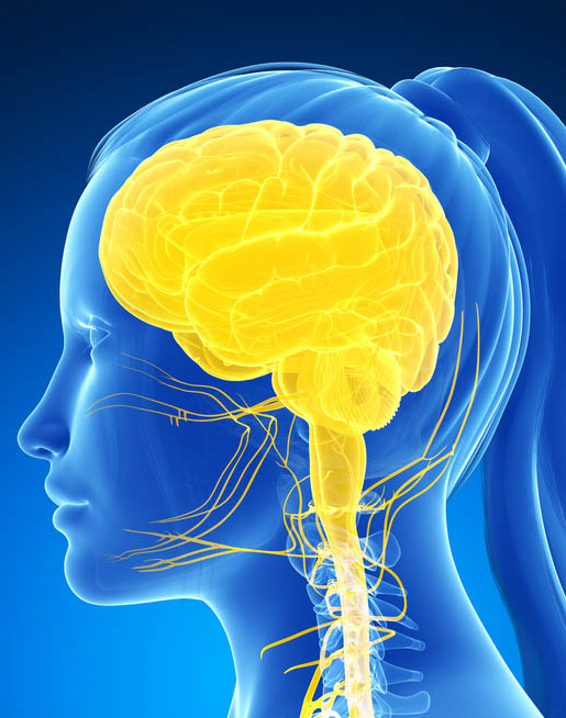 The Central Nervous System