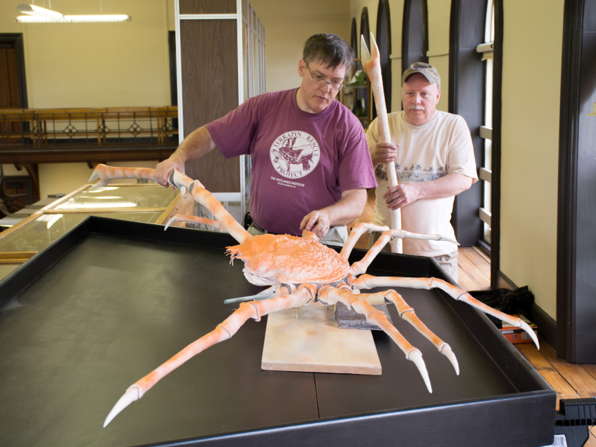 giant spider crab