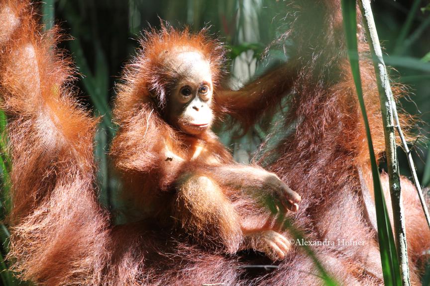 multiple orangutans